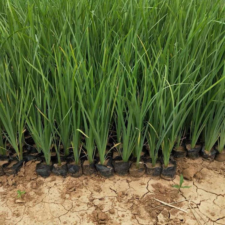 长期供应马兰花小苗潍高马兰花供应商量大优惠