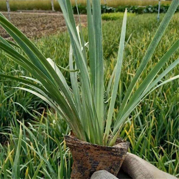 长期供应马兰花小苗潍高马兰花供应商量大优惠