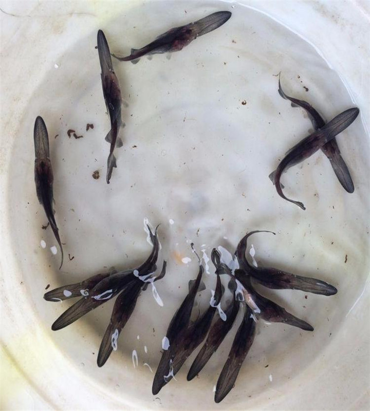 基地供应西杂鲟鱼苗朝阳昭通巴南杂交鲟批发渔场直供