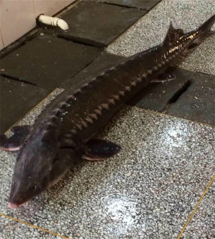 厂家销售杂交鲟鱼苗巴中闵行蓟县西杂鲟耐运输成活率高