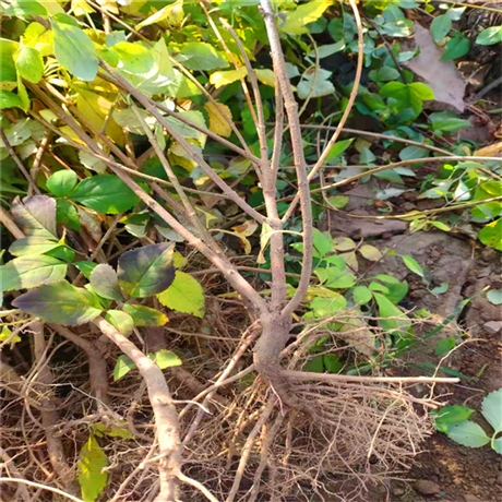义隆连翘苗价格行情 1米-1.5米连翘苗基地价格 大果连翘苗规格齐全-搜