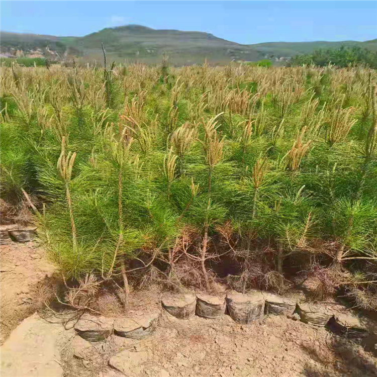 油松营养杯苗图片图片