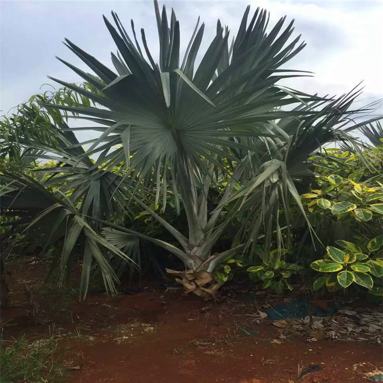 基地出售霸王棕漳州霸王棕地栽苗大小规格都有欢迎咨询