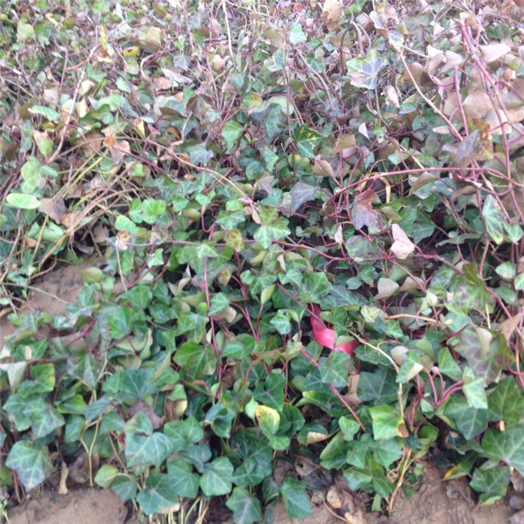 辽阳耐寒地锦苗五叶地锦小苗高品质的选择