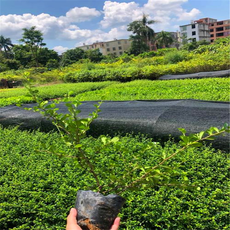 福建茶容器苗 河南福建茶袋苗 小苗 园林绿化 景观地被 绿植