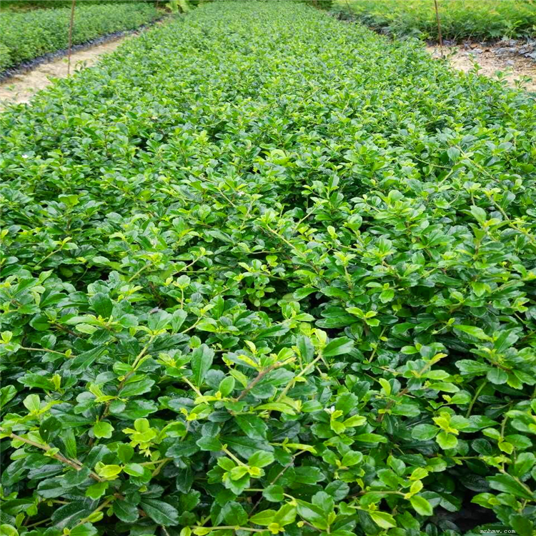 福建茶容器苗 贵州福建茶苗价格 绿化工程多规格供应