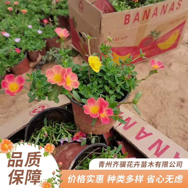 出售太陽花 太陽花杯苗售價 基地直供