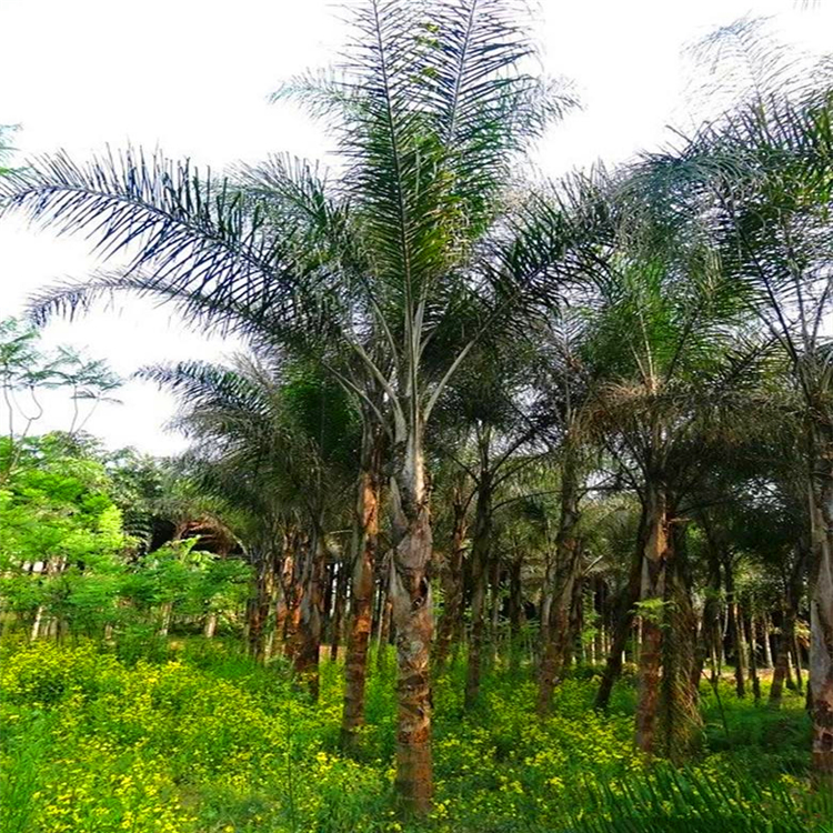 常绿乔木皇后葵出售 北京皇后葵地栽苗 在线为你服务