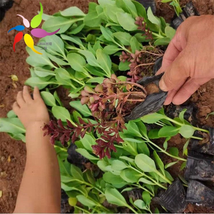 红景天花卉行情红景天小苗红景天供应