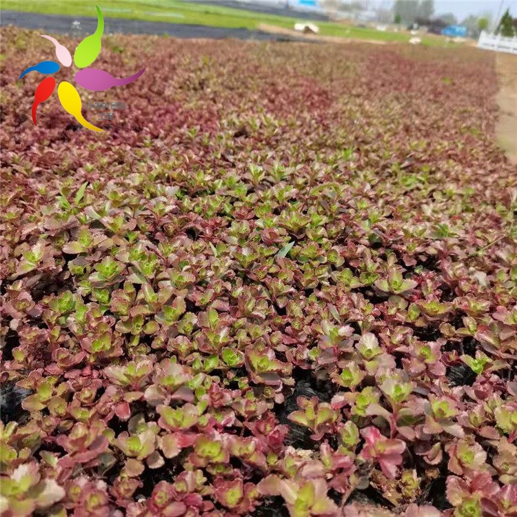 红景天小苗 红景天供应 小蝌蚪景观