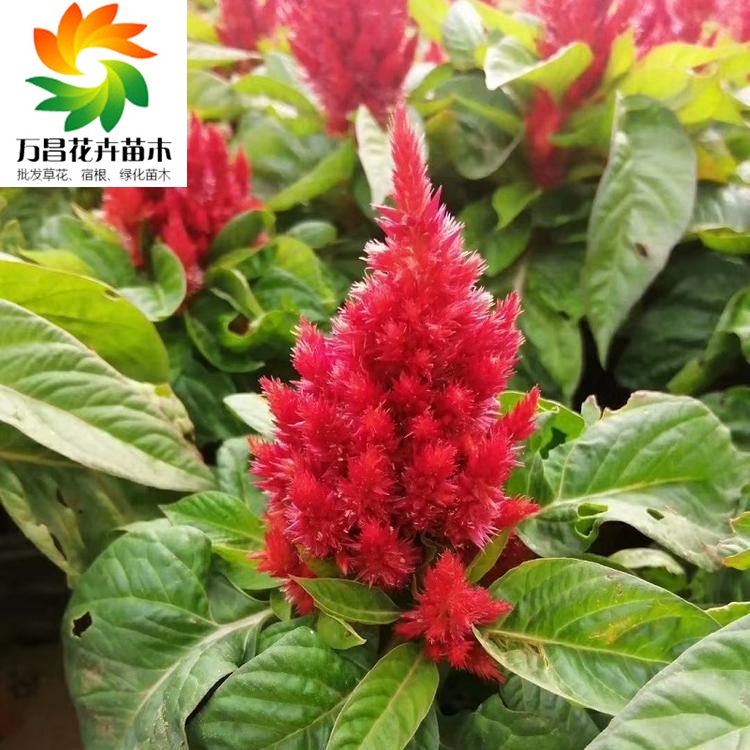 鸡冠花杯苗山东鸡冠花鸡冠花