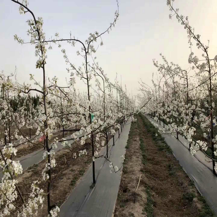 江西苹果园防草地布