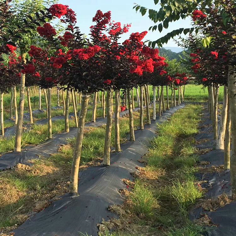 甘肃金银花园除草布