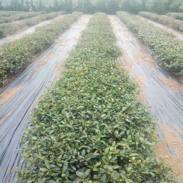 广西育苗基地防草布