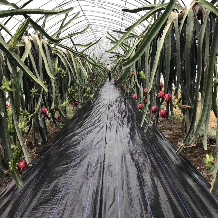 上海苗木栽培盖草布