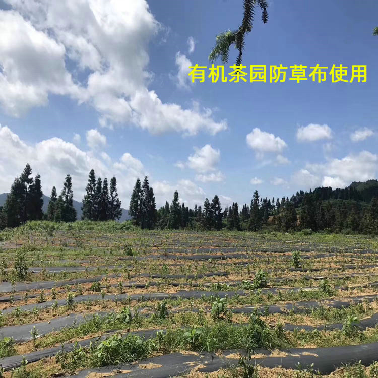 云南白色防草地布
