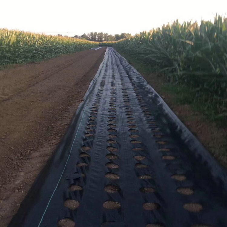 贵州60cm宽PP防草地布适用于育苗基地