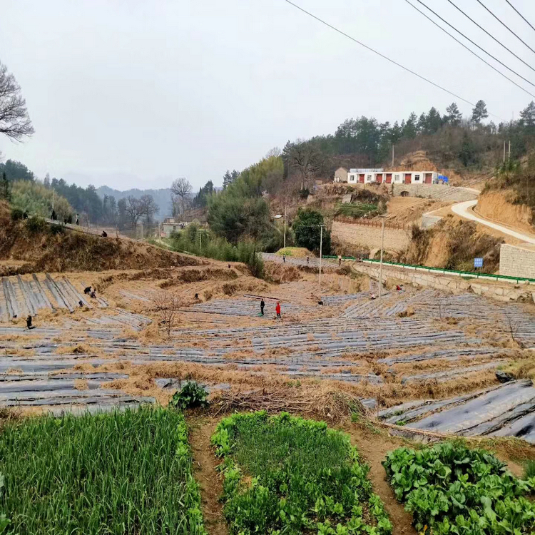 江苏火龙果园除草布