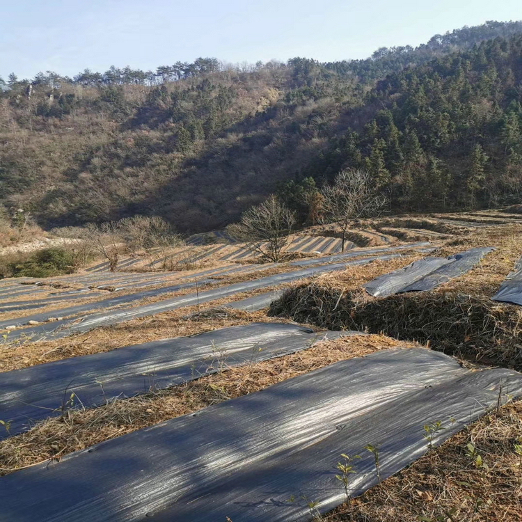 重庆大棚种植除草地布