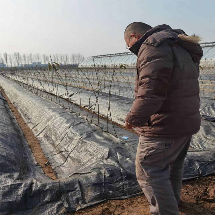 辽宁苹果园除草布