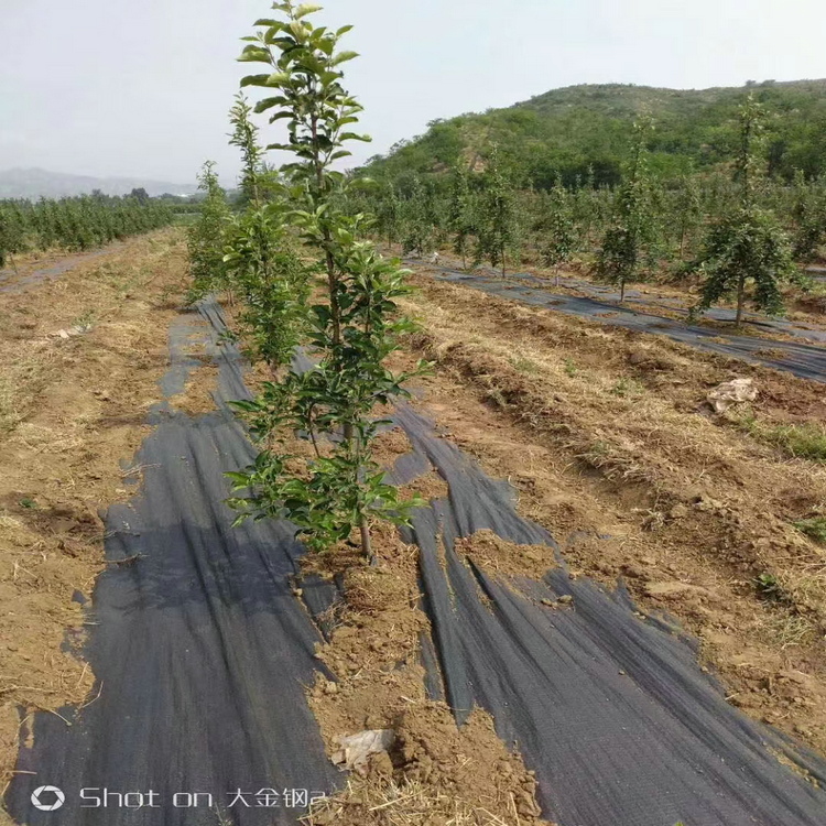 陕西温室大棚防草布