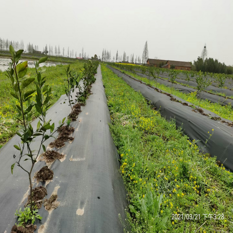 广西户外防草布