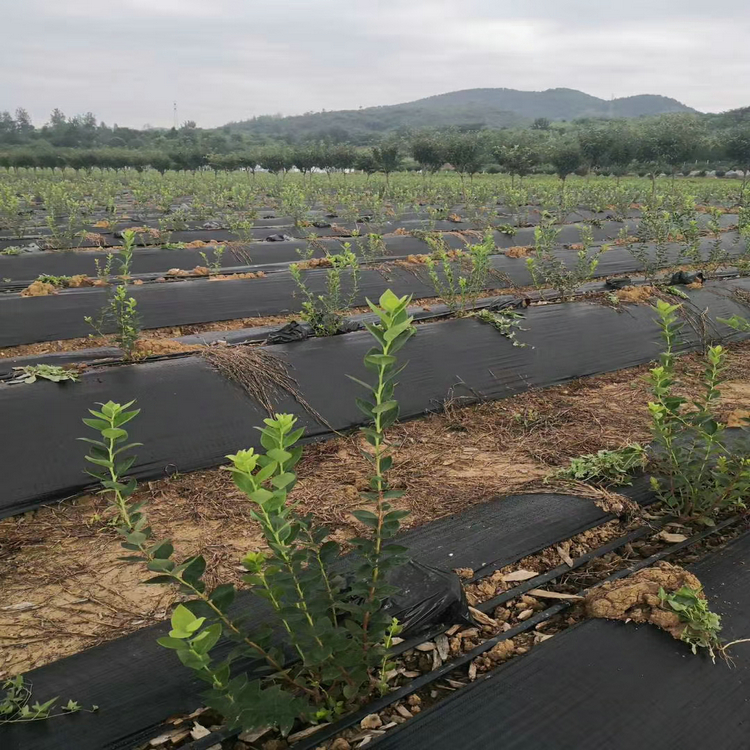 广西桑葚园防草布