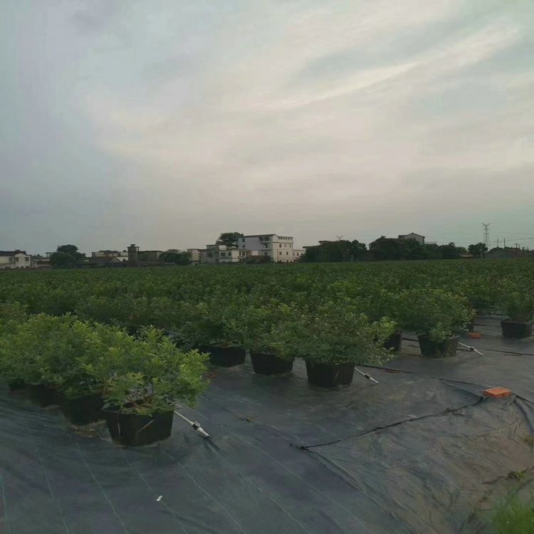 重庆大棚种植除草地布