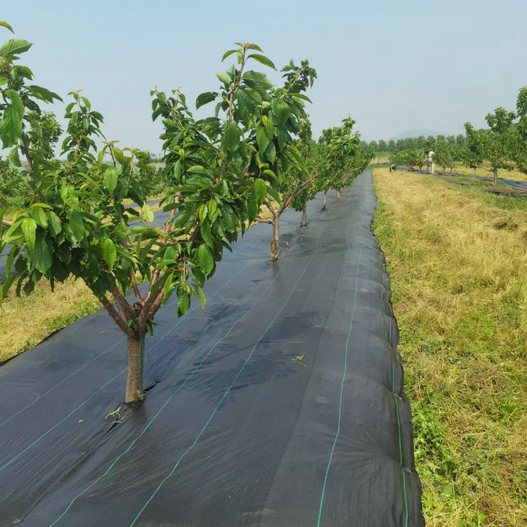 江苏火龙果园除草布