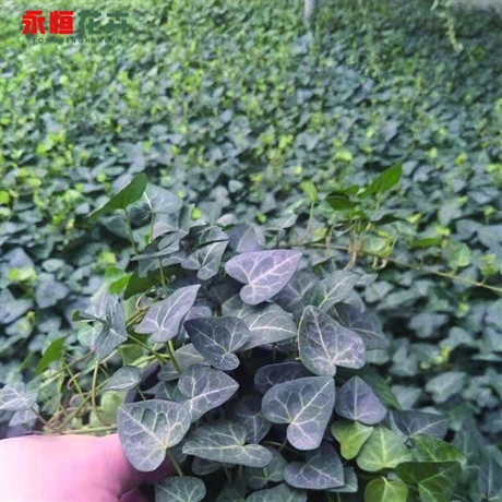 基地供应常春藤常春藤幼苗常春藤批发