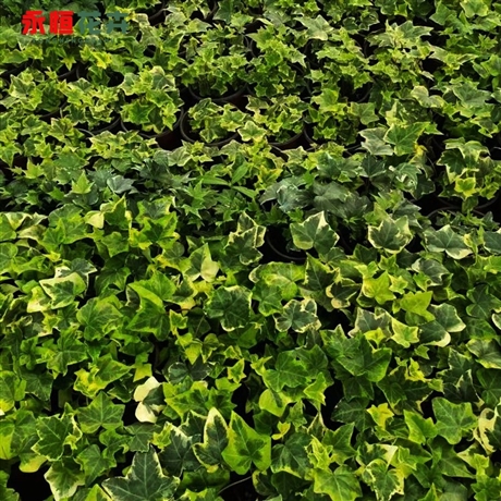 基地供应常春藤常春藤幼苗常春藤批发