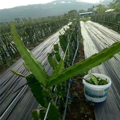 广西育苗基地防草布 PP材质防草布