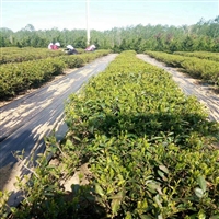 吉林葡萄园盖草布 果树盖草布