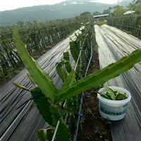 广西育苗基地防草布 PP材质防草布