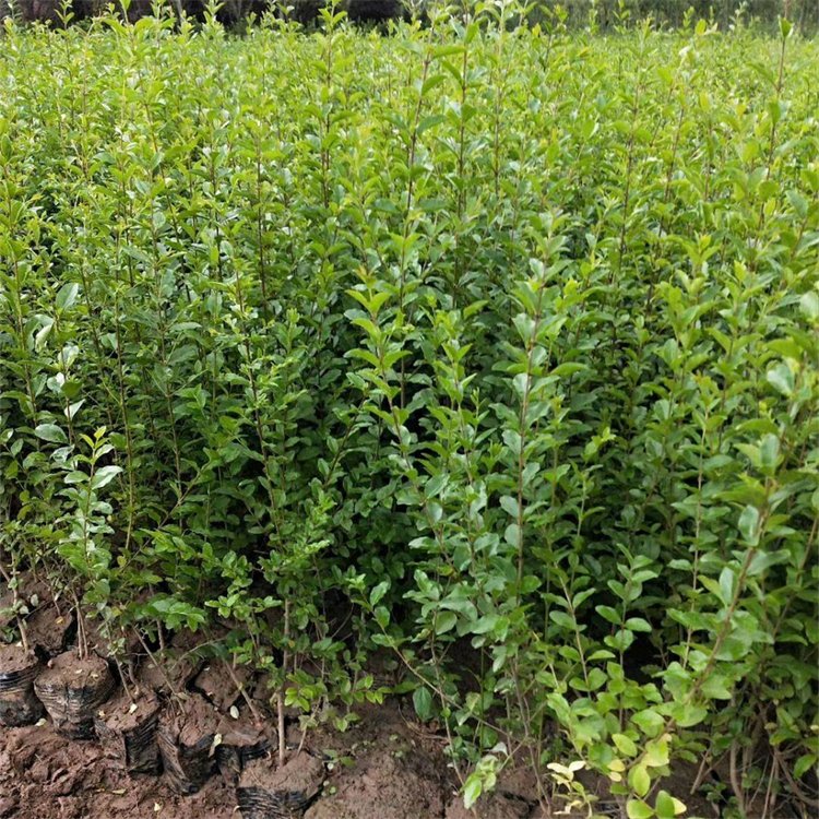 小叶女贞苗基地之发小叶女贞造型树