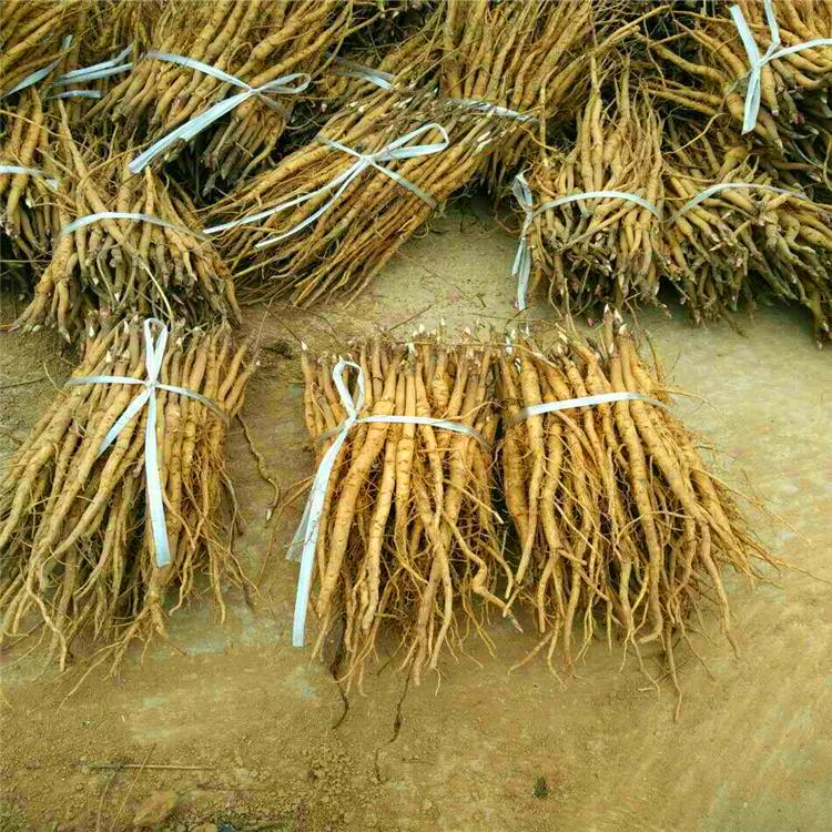 义隆1年牡丹苗价格 2年牡丹苗批发 3年牡丹苗基地 厂家出售