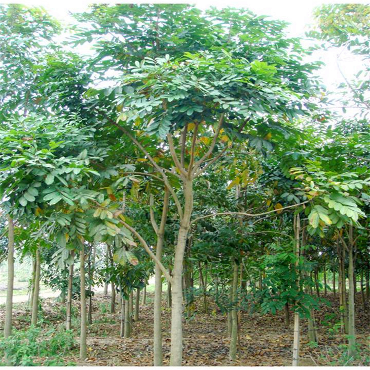 大量批发桃花心木广东桃花心木报价规格齐全欢迎询价