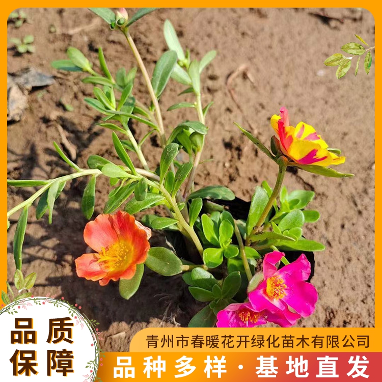 出售太陽花花苗春暖花開供應太陽花幼苗基地直供