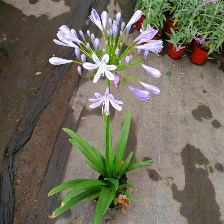 百子莲种植基地广东多年生百子莲苗公园绿植地被苗