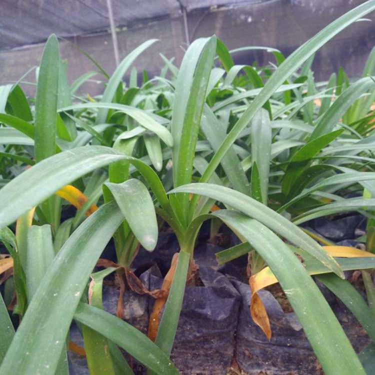 百子莲种植基地 江西百子莲地苗 裸根苗 园林绿化小苗 花期长