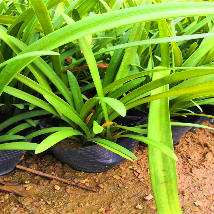 批发百子莲小苗北京开花植物百子莲苗园区绿化植物