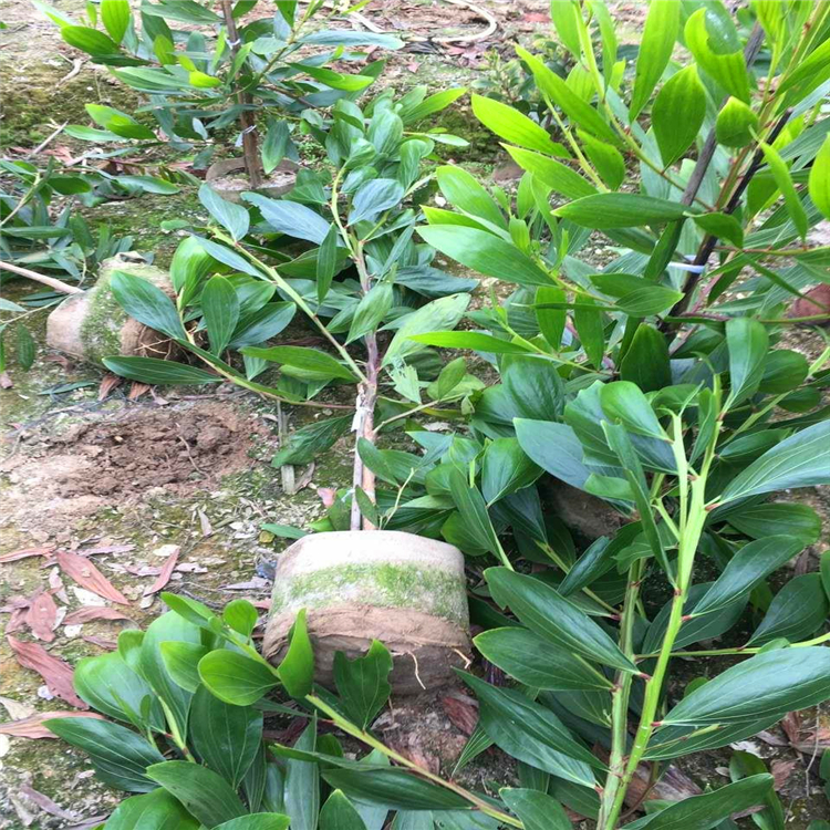 大叶相思小苗大叶相思袋苗批发福建大叶相思杯苗园林绿化小苗自家苗圃