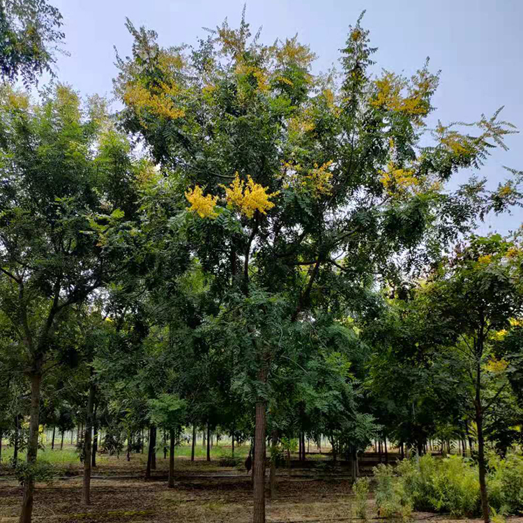 小区绿化栾树 11公分全冠栾树叶大荫浓