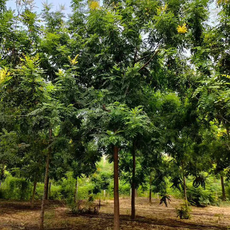 小区绿化栾树 11公分全冠栾树叶大荫浓