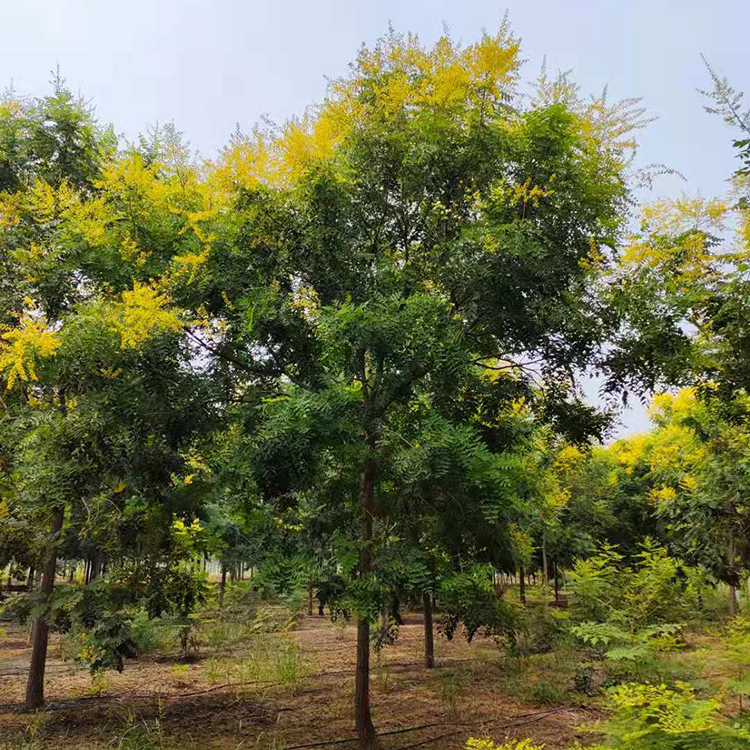 街道黄山北栾 12公分18公分全冠栾树 耐寒生长迅速