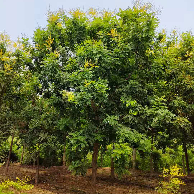 小区绿化栾树 11公分全冠栾树叶大荫浓