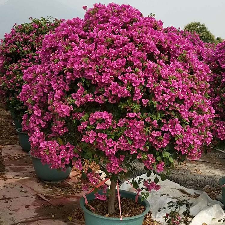 造型红花三角梅球报价紫花勒杜鹃球盆景公园造景大小规格都有