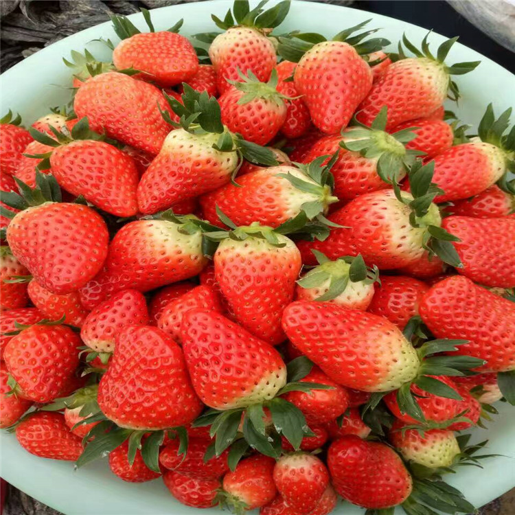 爱莎草莓苗出售 乐耕农业 2代草莓苗好销售品种