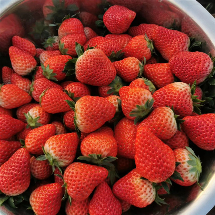 乐耕农业红玉草莓苗组培脱毒拉松6号草莓苗亩种植数量