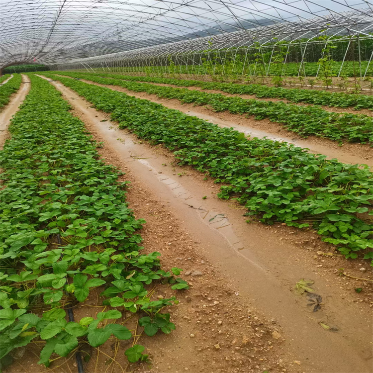 白草莓苗基地樂耕農業脫毒草莓苗穩產種植技術